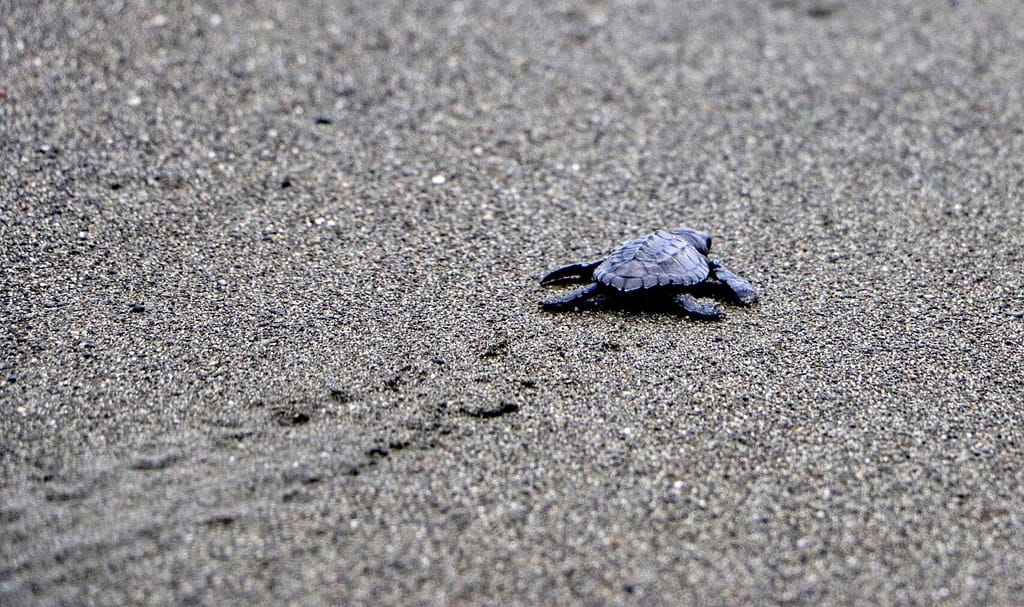 Osa Peninsula - Aug 2014