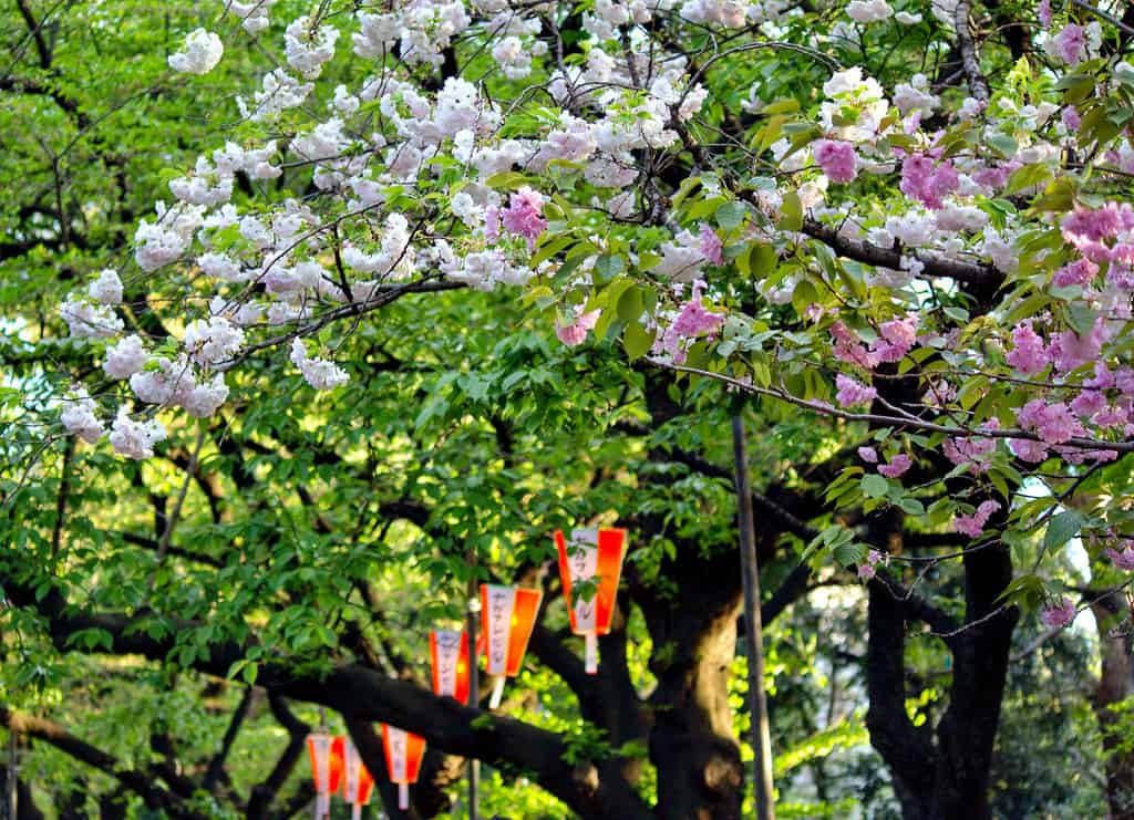 Tokyo, Japan