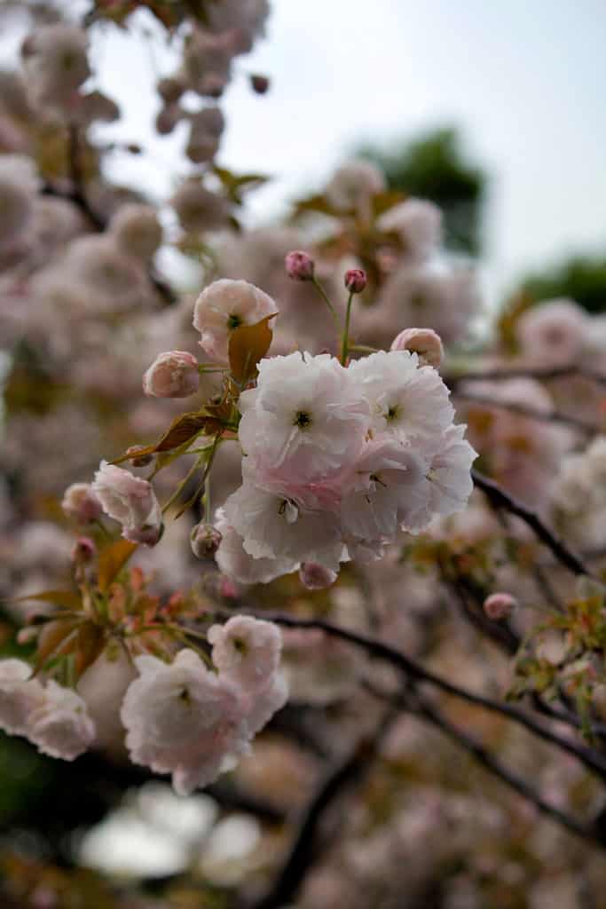 Tokyo, Japan