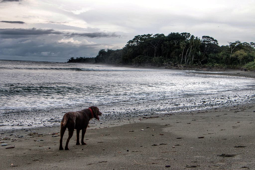 Osa Peninsula - Aug 2014