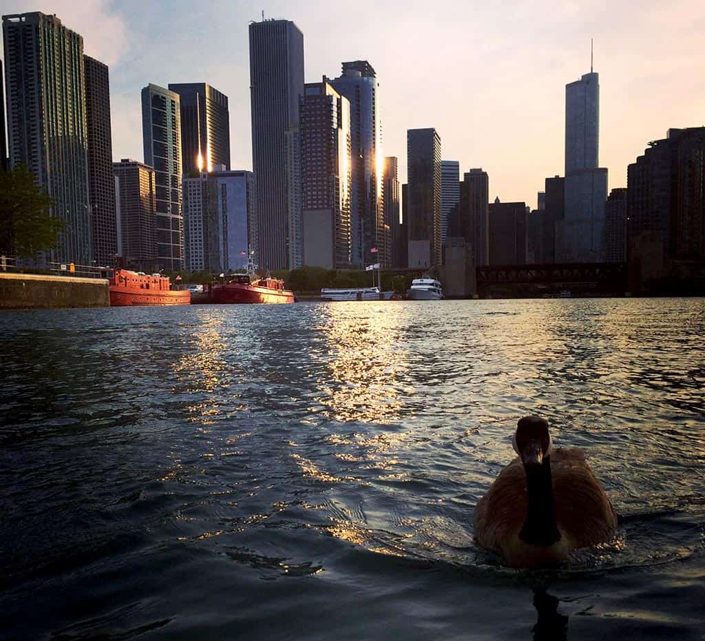 Chicago - June 2014