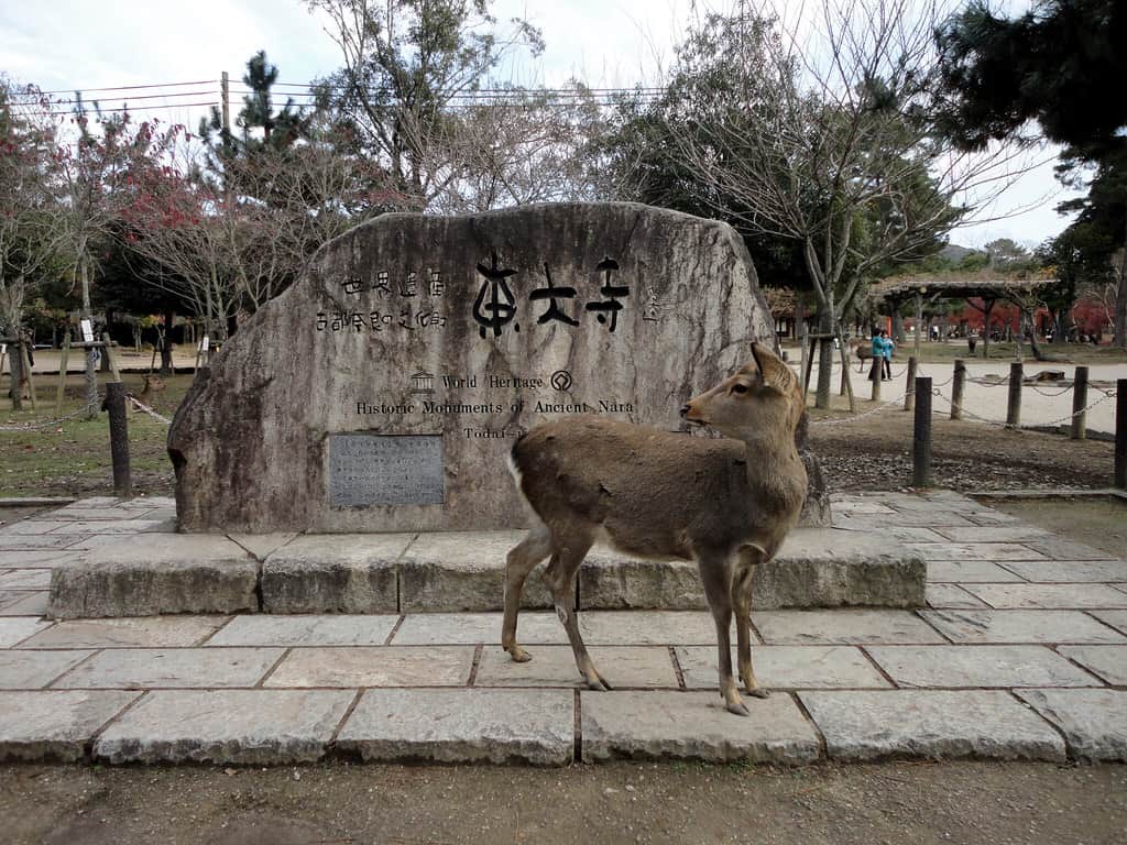 Nara - 2011