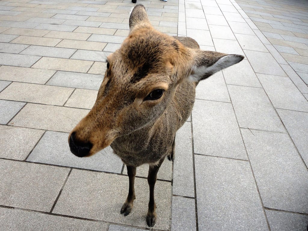 Nara - 2011