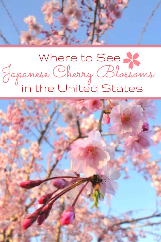 us-cherry-blossoms-pin2