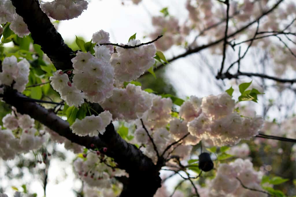 Tokyo, Japan