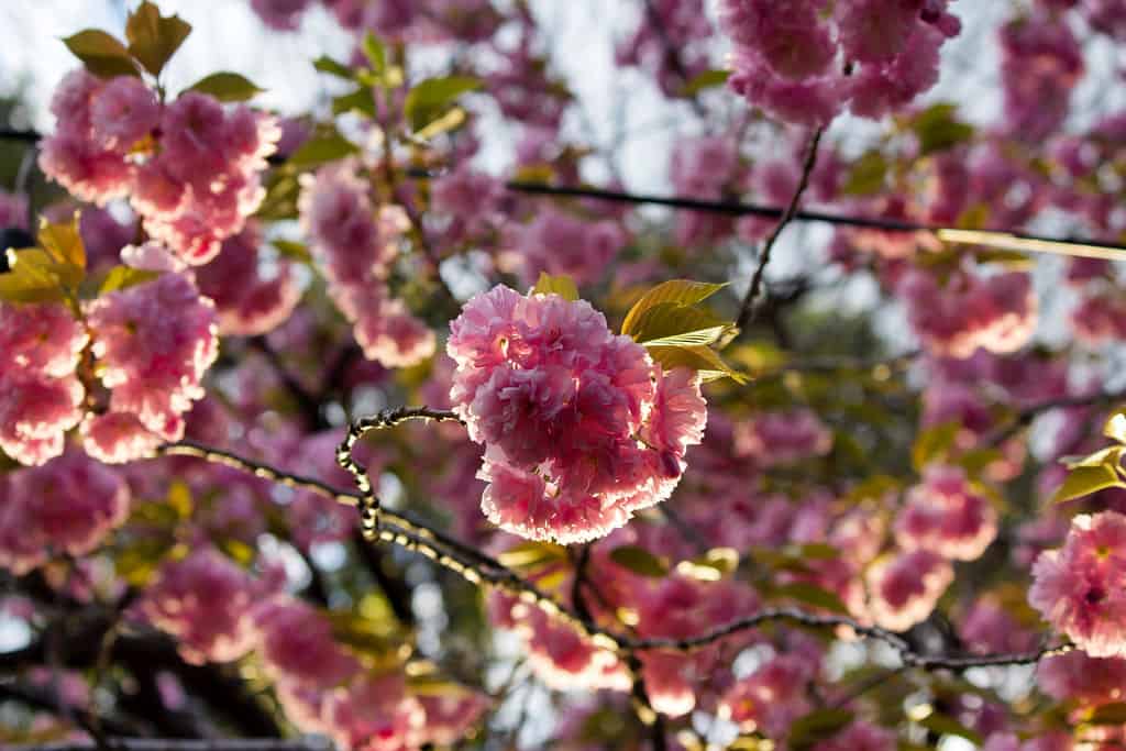 Tokyo, Japan