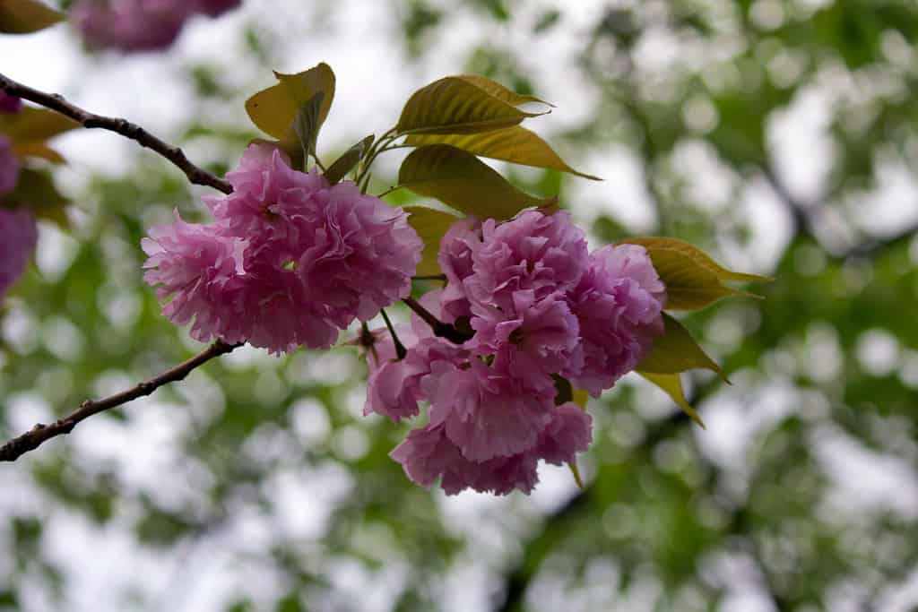 Tokyo, Japan