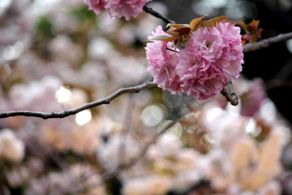 Tokyo, Japan