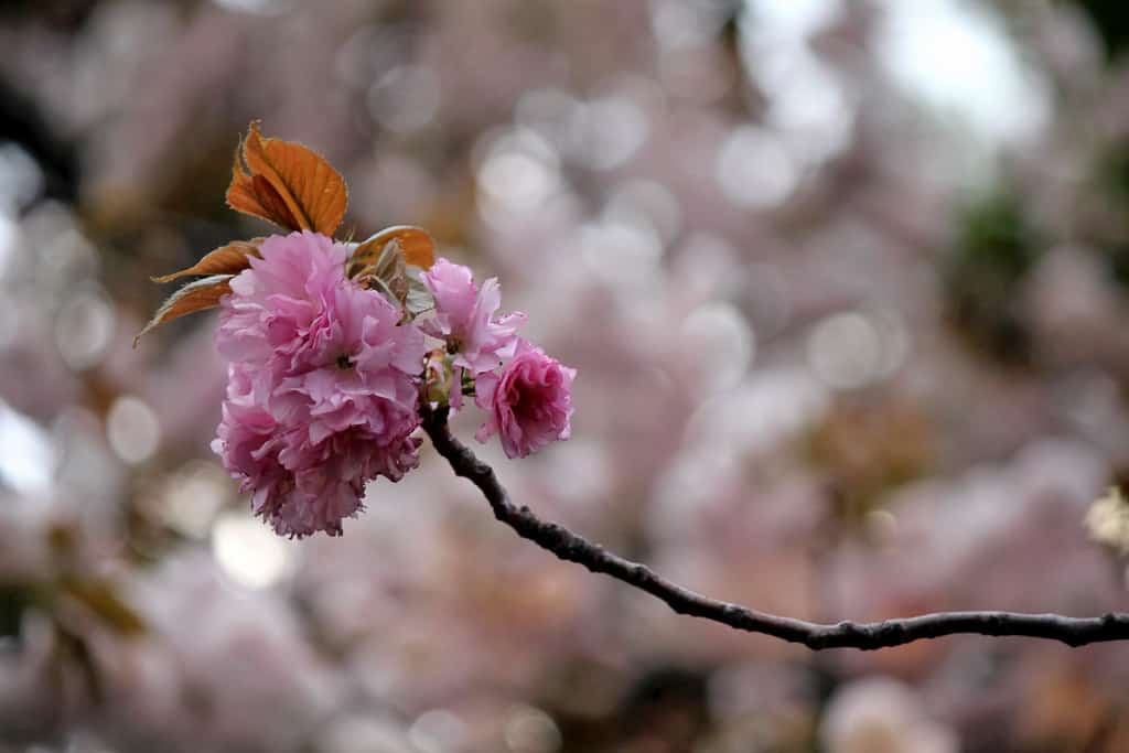 Tokyo, Japan