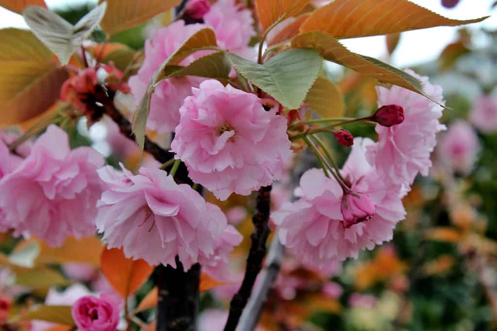 Tokyo, Japan