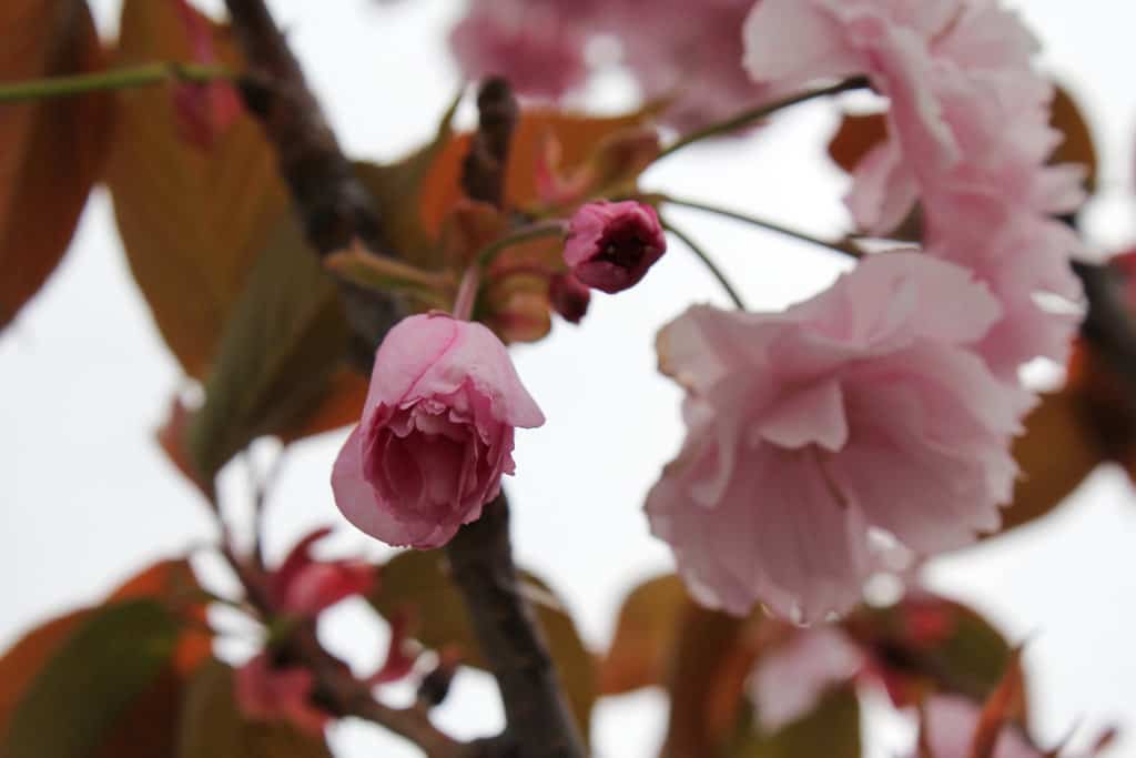 Tokyo, Japan