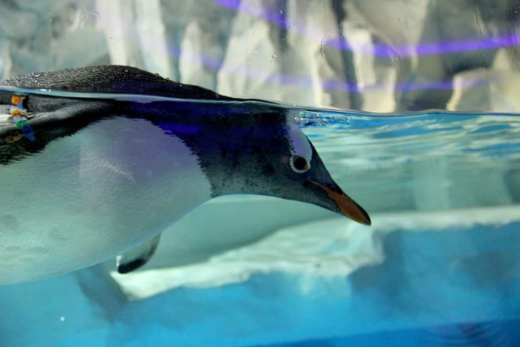 Hong Kong Ocean Park