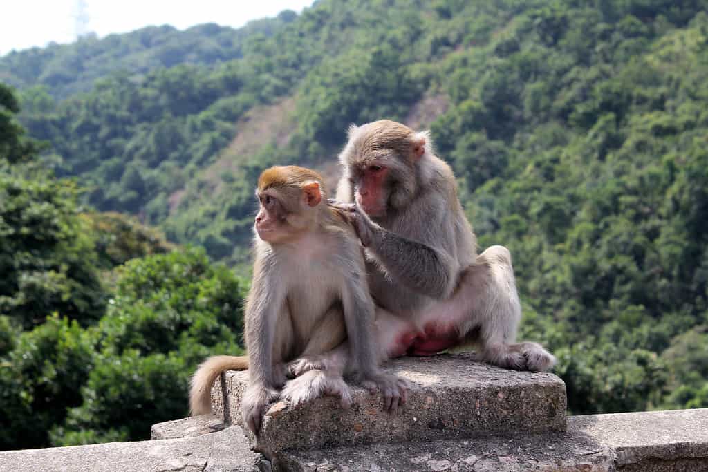 Hong Kong