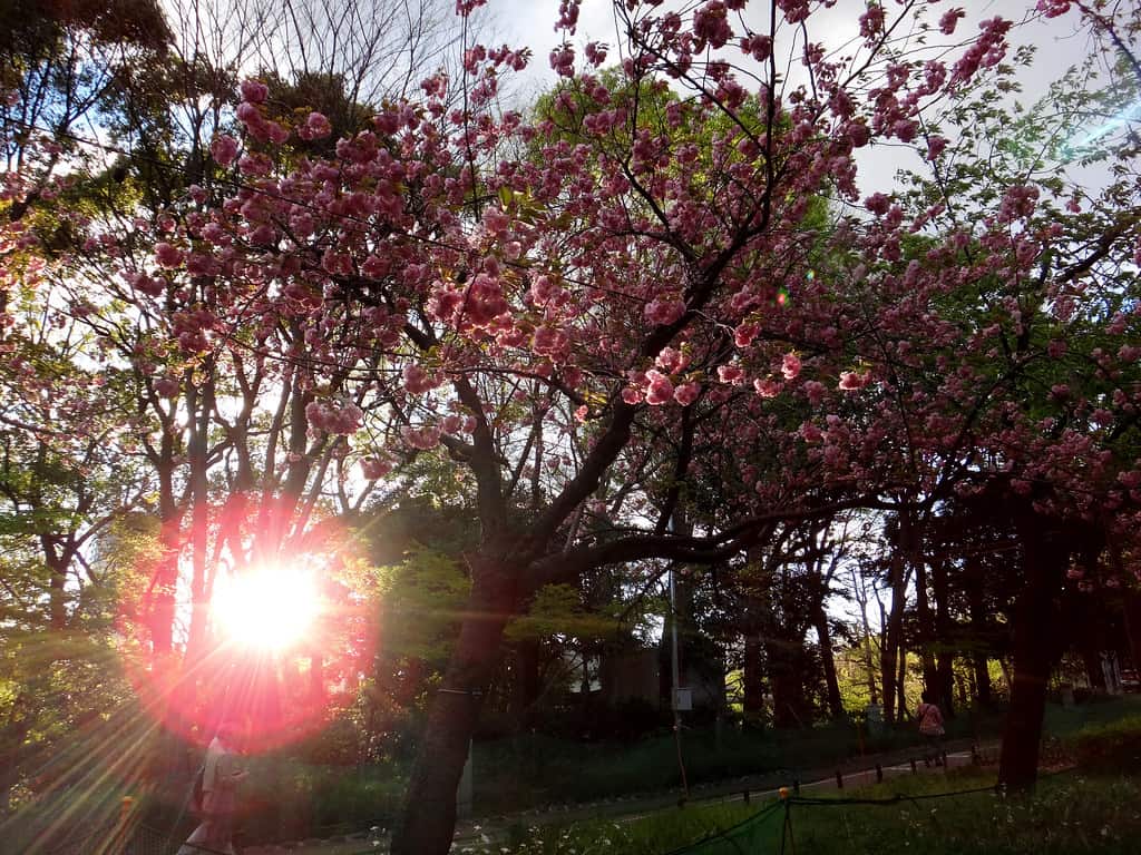 Tokyo, Japan