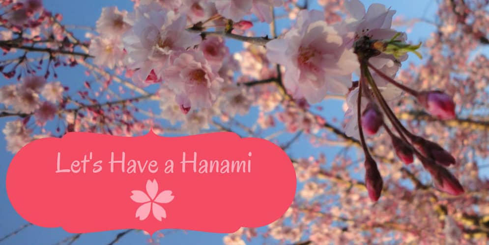 Hanami? Hana-you! Seeing Cherry Blossoms in Your Home Outside Japan