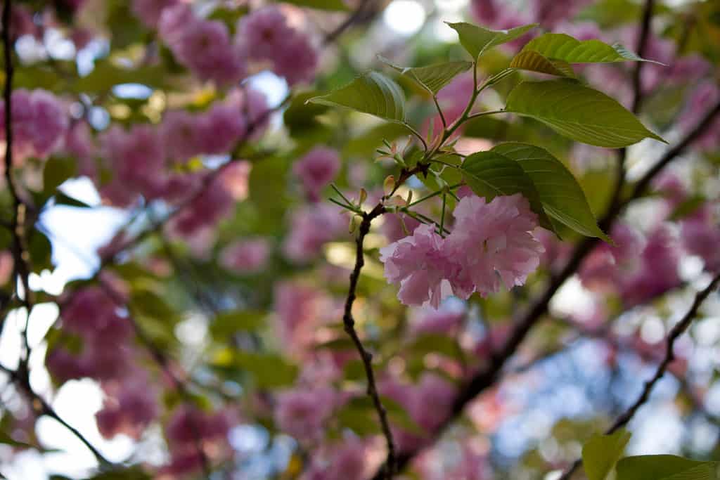 Tokyo, Japan